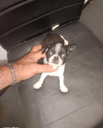 Mini chihuahua Toy maschio