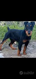 jack terrier 