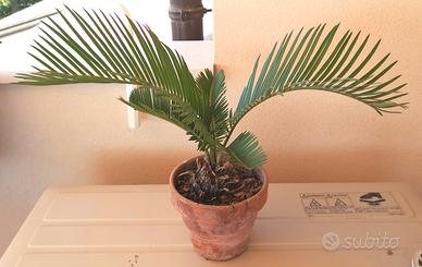 Cycas revolut 