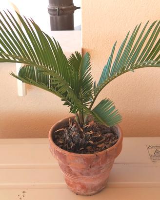 Cycas revolut 