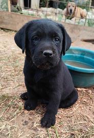Labrador retriever