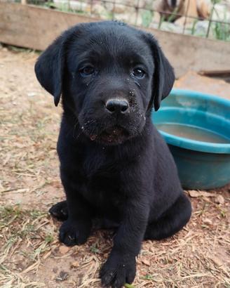 Labrador retriever