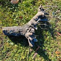 tronco do legno di olivo tagliato nel 2024 50x50