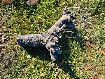 tronco do legno di olivo tagliato nel 2024 50x50