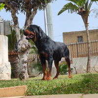 Rottweiler/Pastore Tedesco