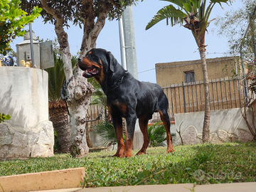 Rottweiler/Pastore Tedesco