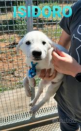 Due splendidi musetti