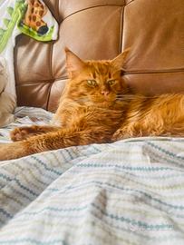 Monta maschietto Maine Coon pedigree