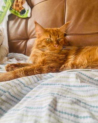 Monta maschietto Maine Coon pedigree