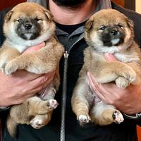 Cuccioli di Shiba Inu con pedigree