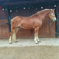 Cavallo Haflinger
