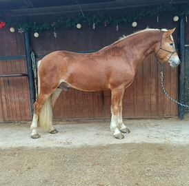 Cavallo Haflinger