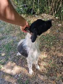 Cane da tartufo
