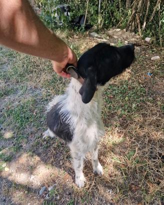 Cane da tartufo