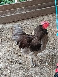Galli Australorp