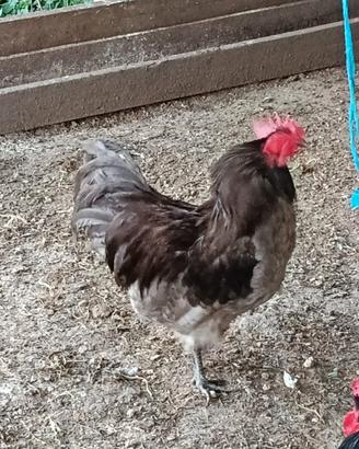 Galli Australorp