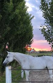 Cavallina da passeggiata