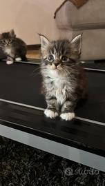 Cuccioli di Maine Coon
