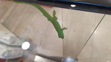 Phelsuma