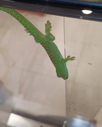Phelsuma