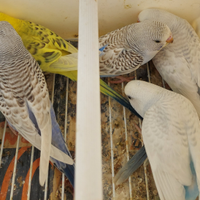 Cocorite Pappagalli Ondulati Clear Body