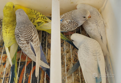 Cocorite Pappagalli Ondulati Clear Body