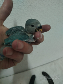 Inseparabile d'allevare a mano