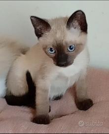 Gattini siamesi thai