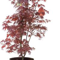 Acero Giapponese ROSSO