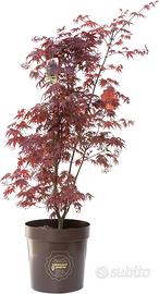 Acero Giapponese ROSSO