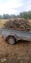 legno ulivo da ardere