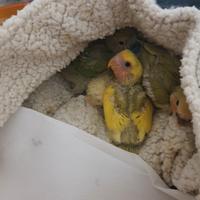 Inseparabili Da imbecco