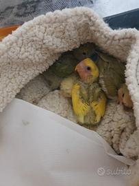 Inseparabili Da imbecco