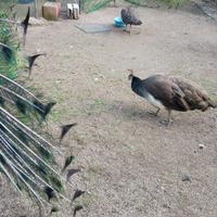 Pavoni in coppia (maschio e femmina) disponibili