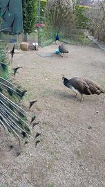 Pavoni in coppia (maschio e femmina) disponibili