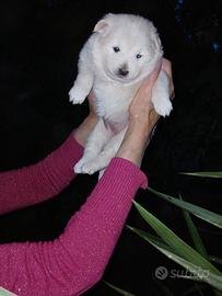 Uccii pelo lungo taglia media