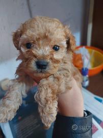 Cuccioli barboncini toy varie colorazioni