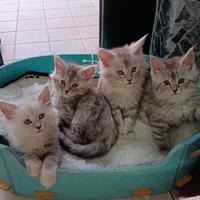 Cuccioli Maine Coon
