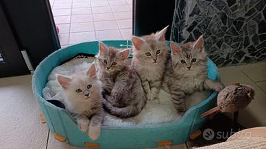 Cuccioli Maine Coon
