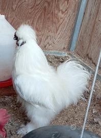 Gallo moroseta