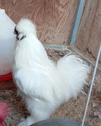 Gallo moroseta