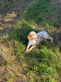 Segugi istriano femmina