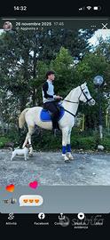 Cavallo