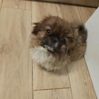 Maschietti pechinese