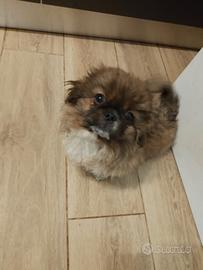 Maschietti pechinese