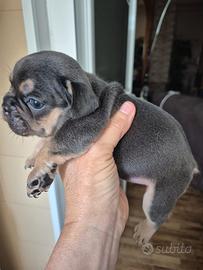 Buldog francesi