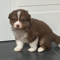 Cuccioli AUSTRALIAN SHEPHERD