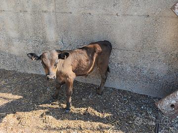 Vitelli angus