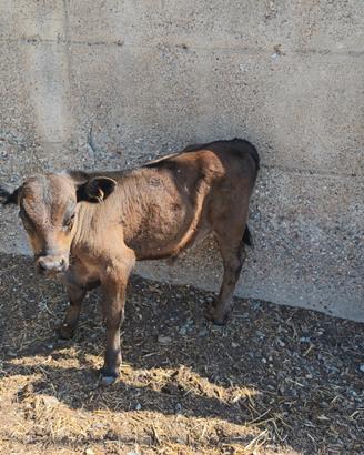 Vitelli angus
