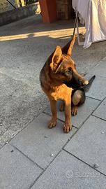 Cuccioli di pastore tedesco